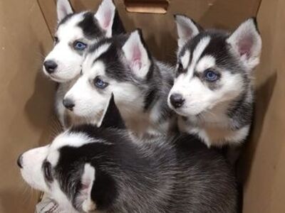 Siberi husky kutsikad