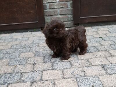 Shih Tzu kutsikad