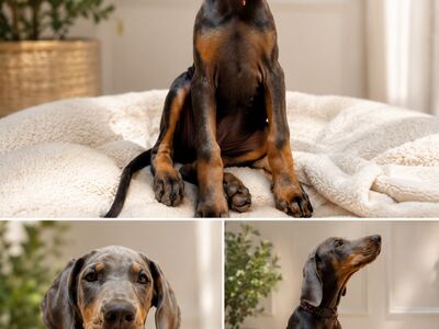 dobermanni kutsikas