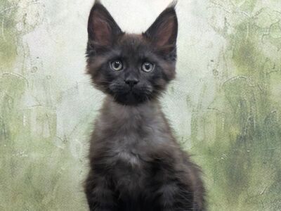 Maine Coon'i kassipojad