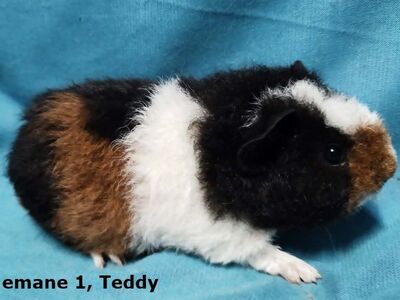 Tõu merisead Teddy, emased