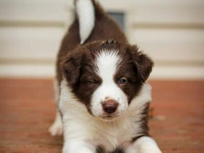 Bordercollie kutsikad