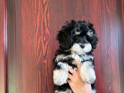 Maltipoo