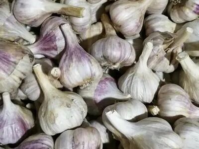 Värske küüslauk