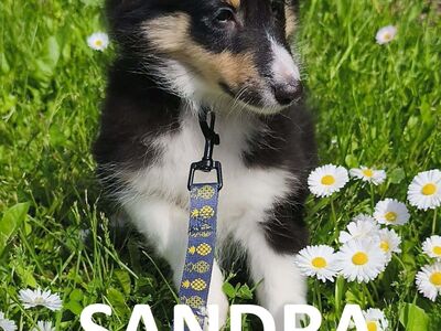 Sheltie kutsikad