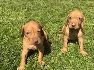 Müüa Ungari vizsla kutsikad