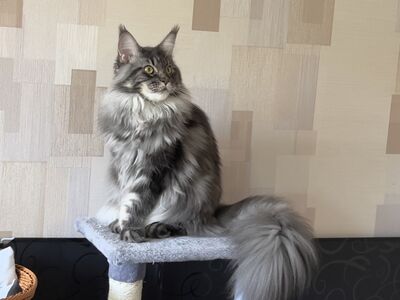 Maine coon