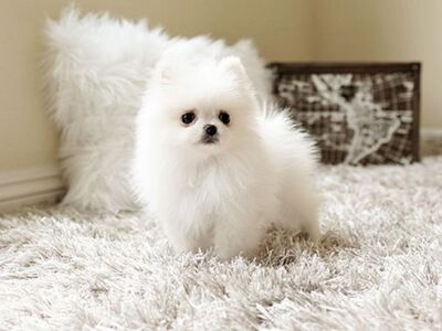 Pomeranian kutsikad on lapsendamiseks saadaval.