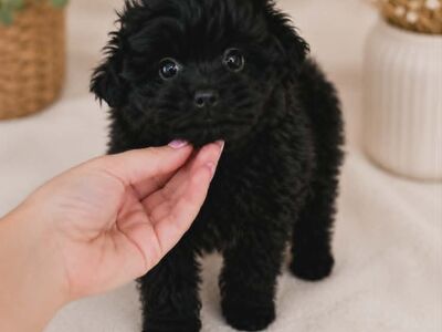 Pomopoo