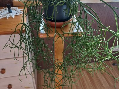 Toalill / taim Helmekaktus Rhipsalis