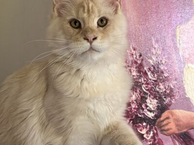 Maine Coon kassipojad
