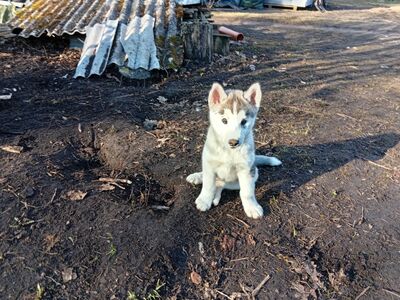 Siberi Husky kutsikad