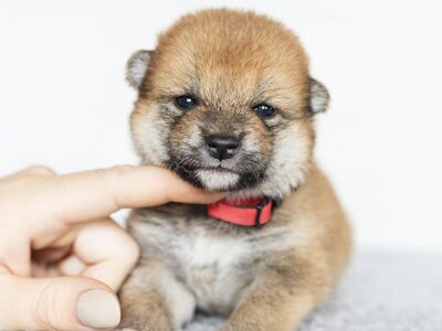 Shiba Inu FCI kutsikad – Korea × Jaapani liinid