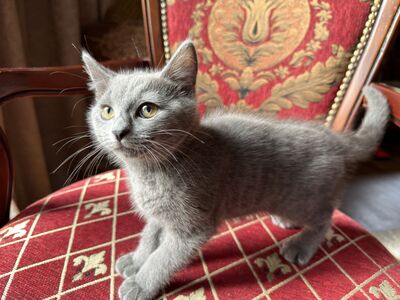 Британские котята