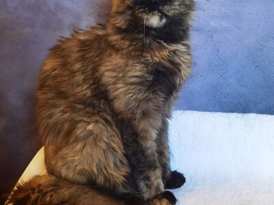 Maine Coon kassipoeg, emane
