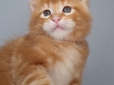 Maine Coon kassipojad, isased