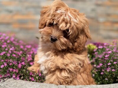 Maltipoo emane kutsikas