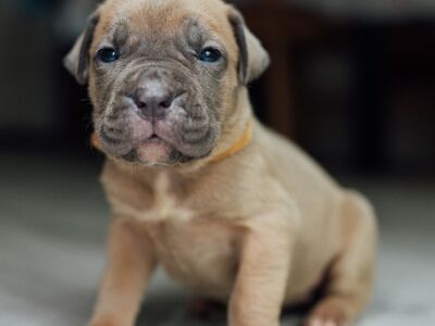 Cane Corso kutsikad