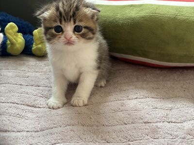 Scottish Fold/Straight kassipojad