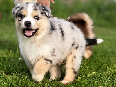 Aussie Siberian F1 kutsikad