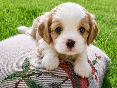 Cavalier King Charles spanjeli kutsikad
