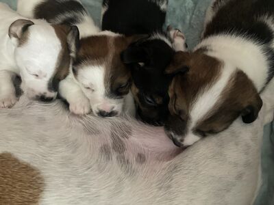 Jack Russelli kutsikad