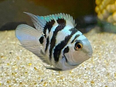 Tsihliid  sapfiirpapagoi  (  isane  )