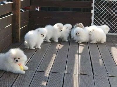 Beautiful White Pomeranians puppies