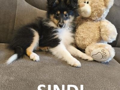 Shelti kutsikad