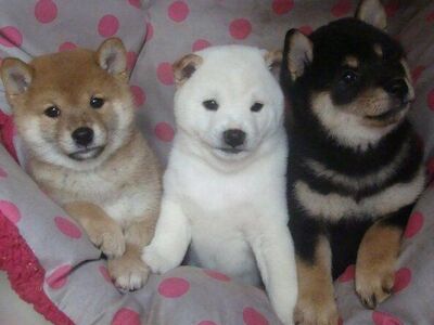 Armsad Shiba Inu kutsikad