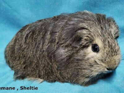 Tõu merisead- Sheltie, Coronet