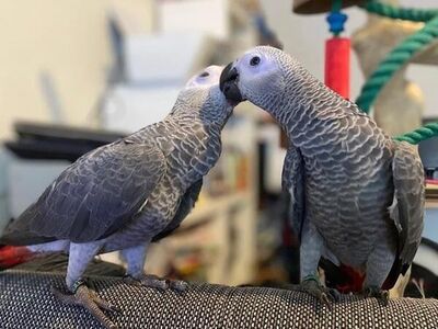 African grey parrots for sale