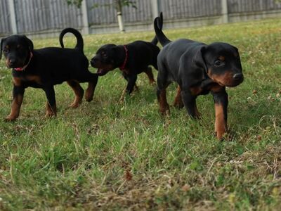 DOBERMANN