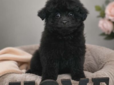 Pomopoo