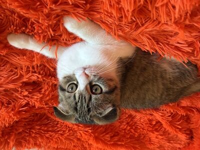 Шотландский вислоухий котёнок
