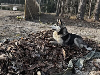 HUSKY POISS