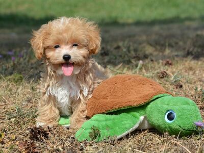 Maltipoo kutsikad