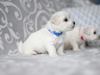 Bichon Frise