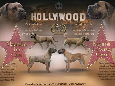 Cane Corso kutsikad