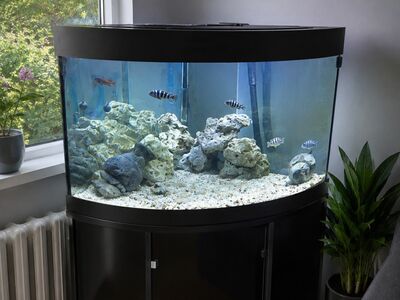 Juwel trigon akvaarium 190l