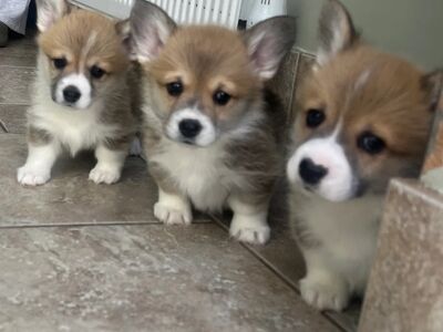 Weslh Corgi Pembroke