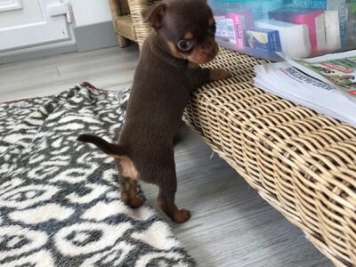 Chihuahua kutsikad