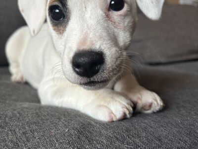 Jack Russell terjeri kutsikas