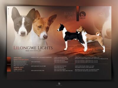 Basenji kutsikad