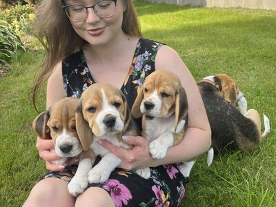 Beagle kutsikad