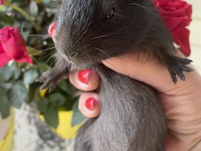 Merisiga