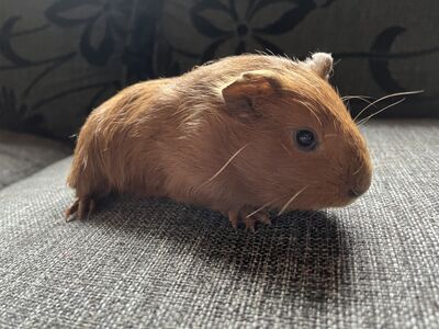 Merisiga