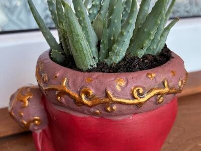 Aloe humilis