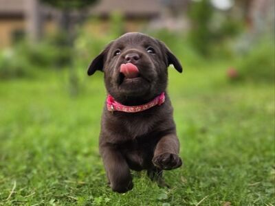 Labradori retriiveri kutsikad FCI