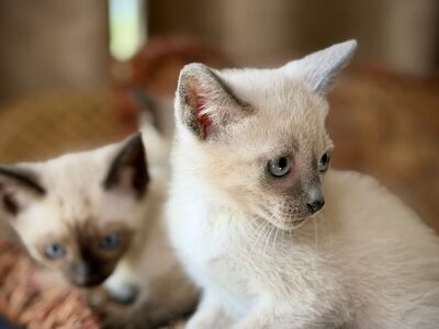 Тайские котята